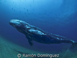 Calf of a Grey Whale at Cabo Pulmo by Ramón Domínguez 